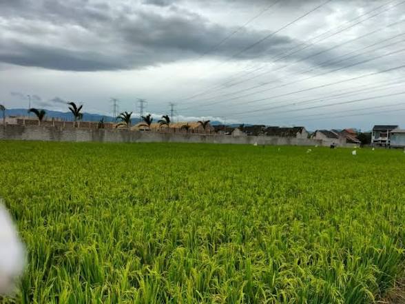 Potensi Pertanian dan Ketahanan Pangan Desa